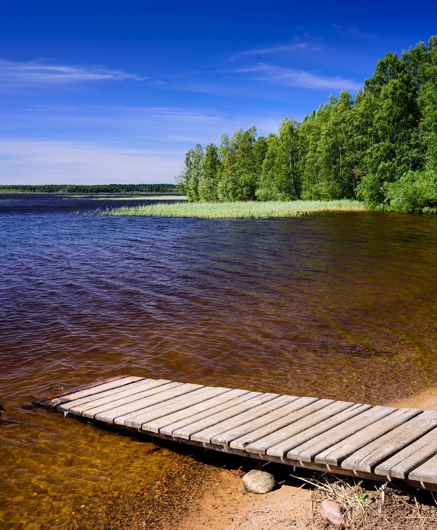 What do you call the icky stuff on your lake bottom?