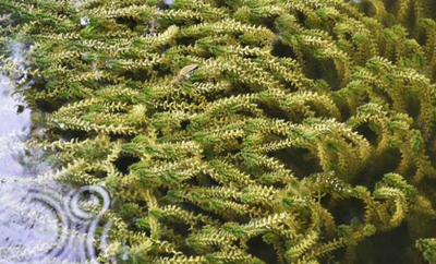 Tackling the Spread of Canadian Waterweed